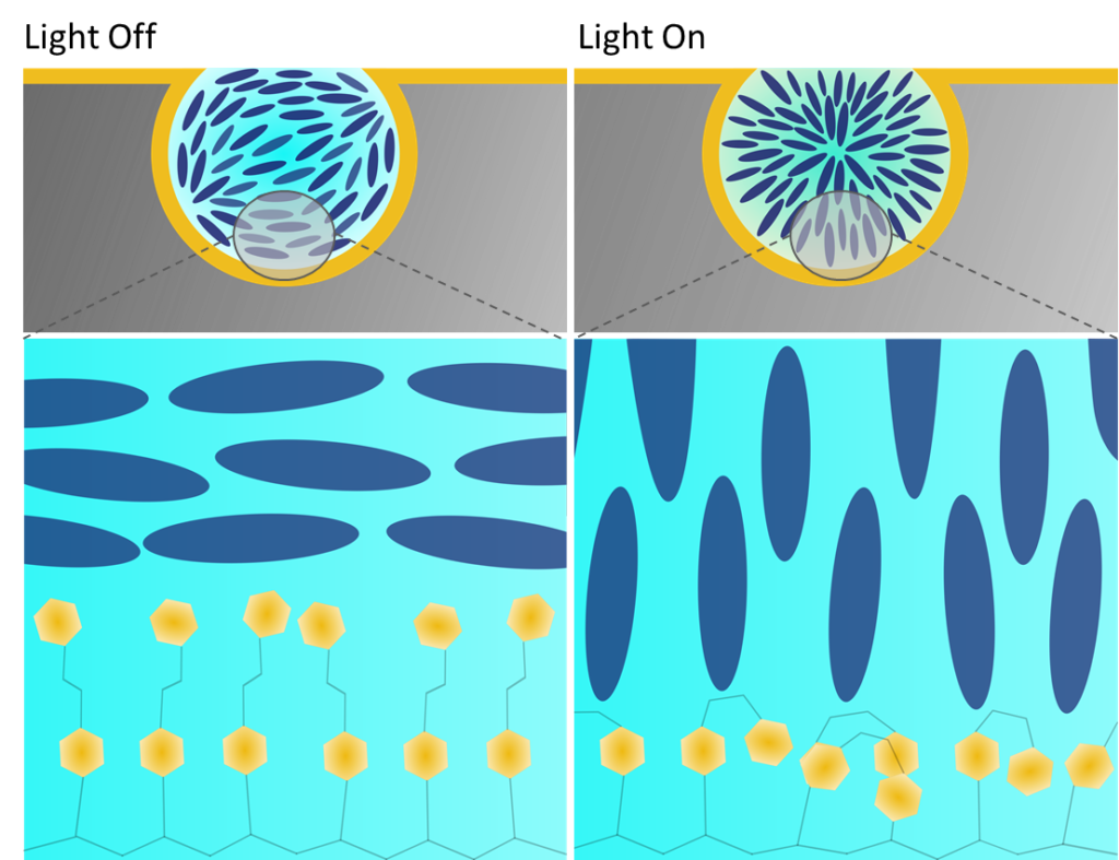 Illustration of liquid crystals flipping when light strikes the azobenzene coated porous surface