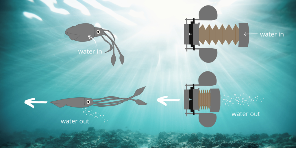 Illustration of how the squid and robosquid take in water and push it out to swim forward